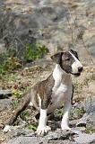 BULL TERRIER 024